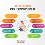 Top 10 Dog Training Techniques for Beginners