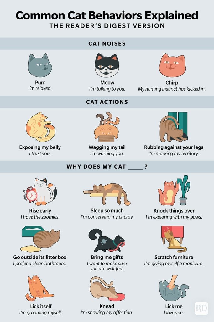 Understanding Your Cat’s Behavior: A Guide