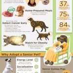 Senior Pet Care: Keeping Your Aging Pet Healthy