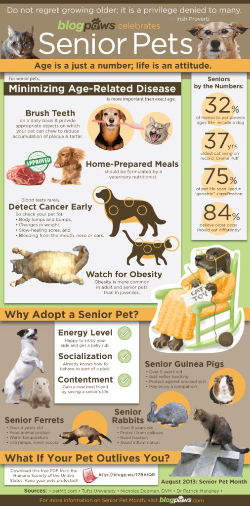 Senior Pet Care: Keeping Your Aging Pet Healthy