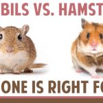 The World of Small Pets: Hamsters, Gerbils, and More