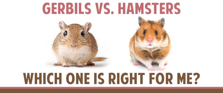 The World of Small Pets: Hamsters, Gerbils, and More