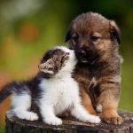 The Importance of Socialization in Puppies and Kittens