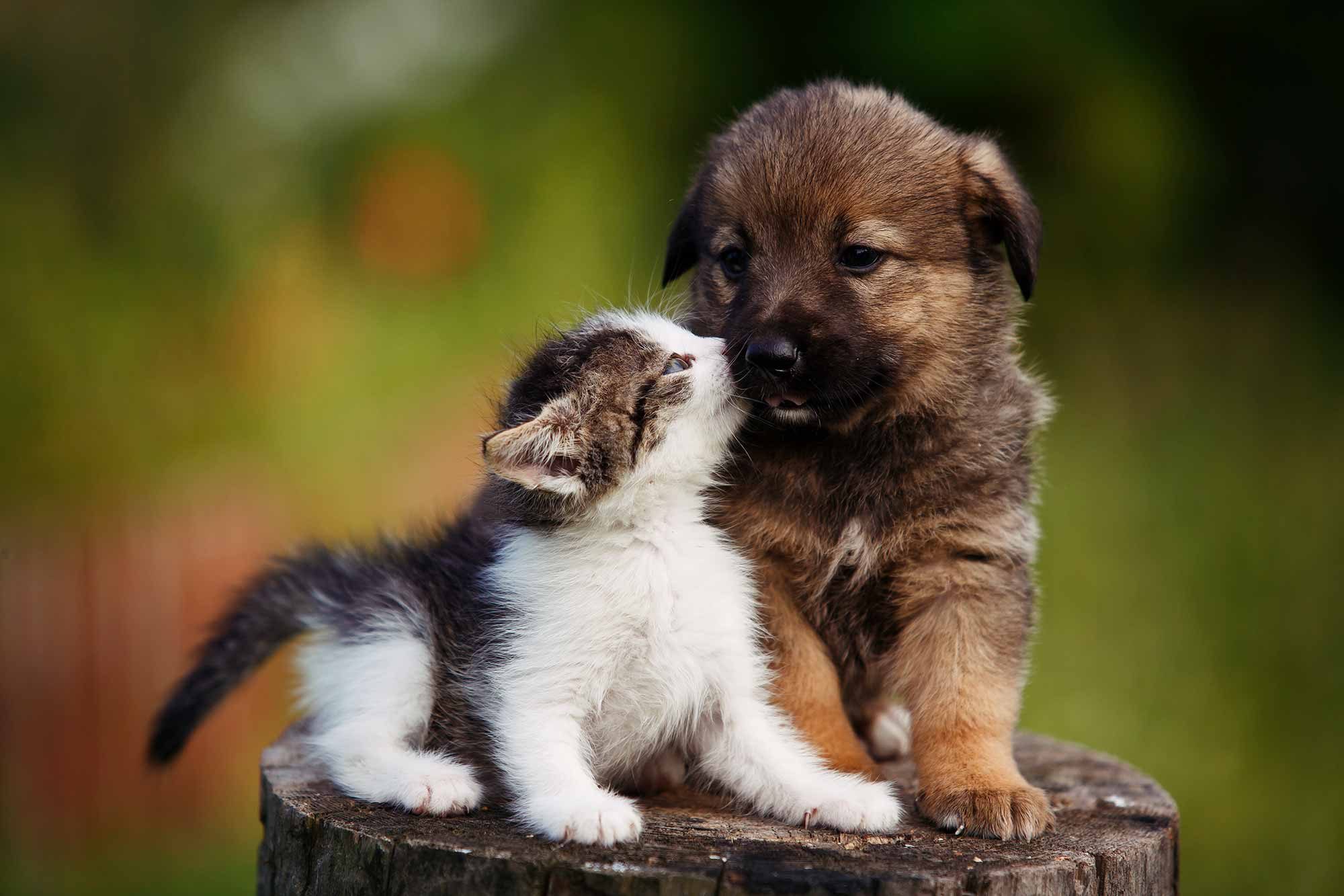 The Importance of Socialization in Puppies and Kittens