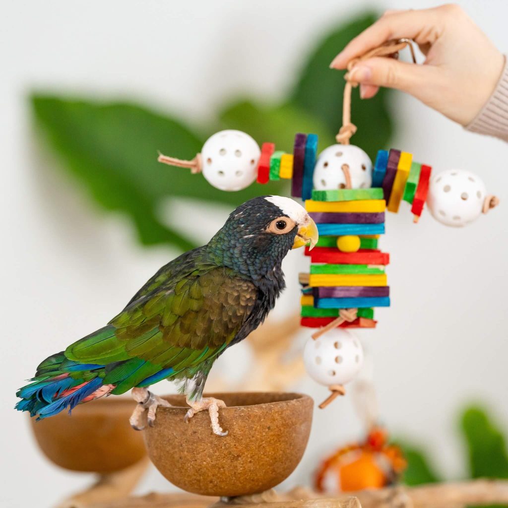 Creating a Safe Home Environment for Your Pet Bird