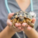 Exotic Pets 101: Care and Maintenance