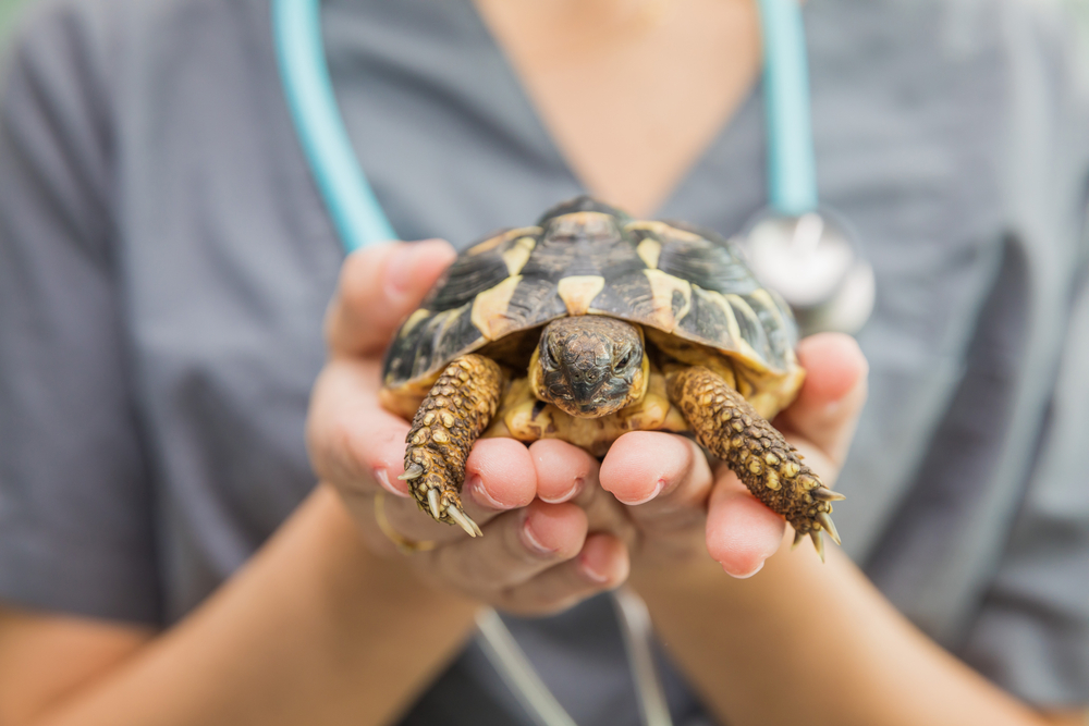 Exotic Pets 101: Care and Maintenance