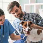 The Benefits of Regular Vet Check-Ups for Your Pets