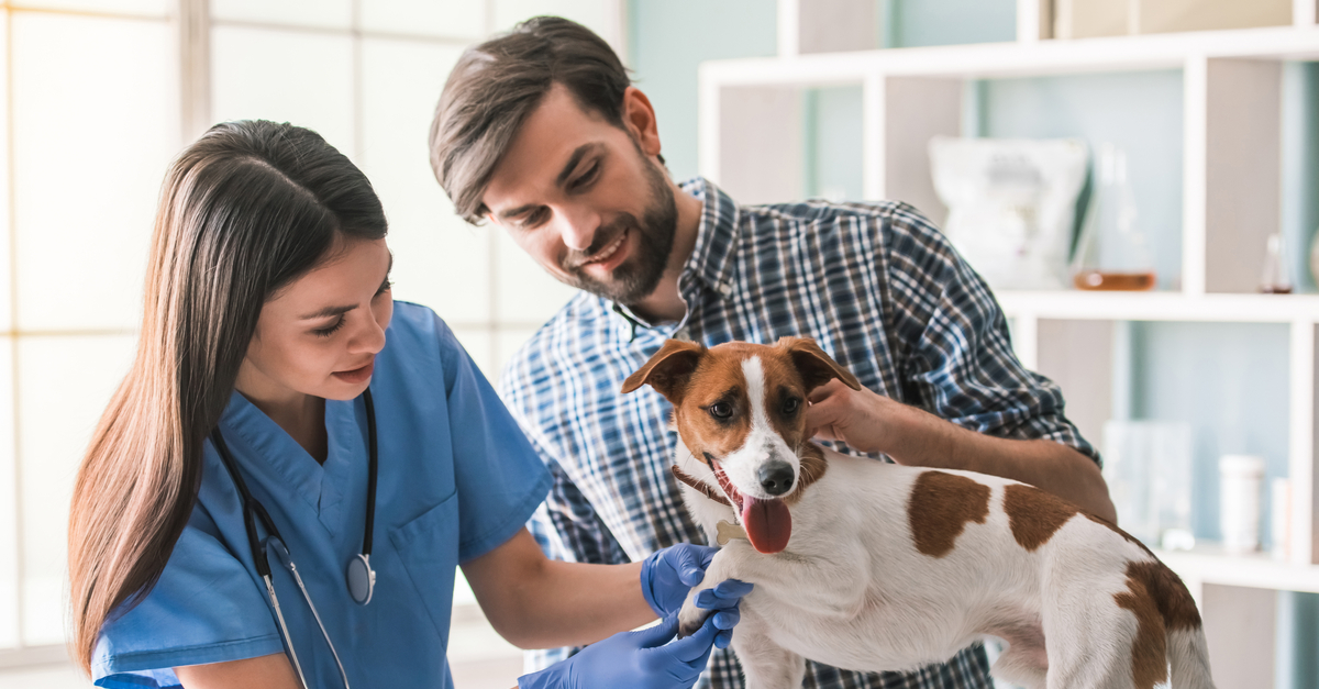 The Benefits of Regular Vet Check-Ups for Your Pets